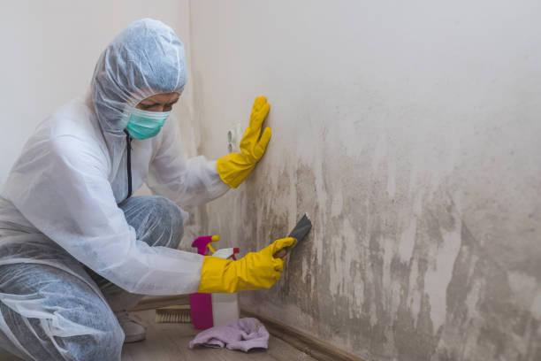Best Residential Mold Removal  in Tustin, CA
