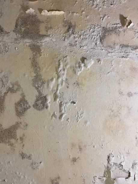 Best Mold Testing  in Tustin, CA