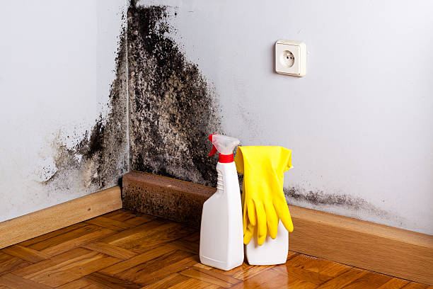 Best Mold Remediation  in Tustin, CA