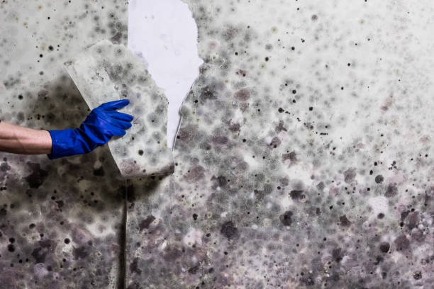 Best Emergency Mold Removal  in Tustin, CA