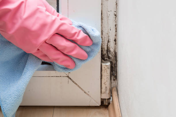 Best Mold Damage Repair  in Tustin, CA