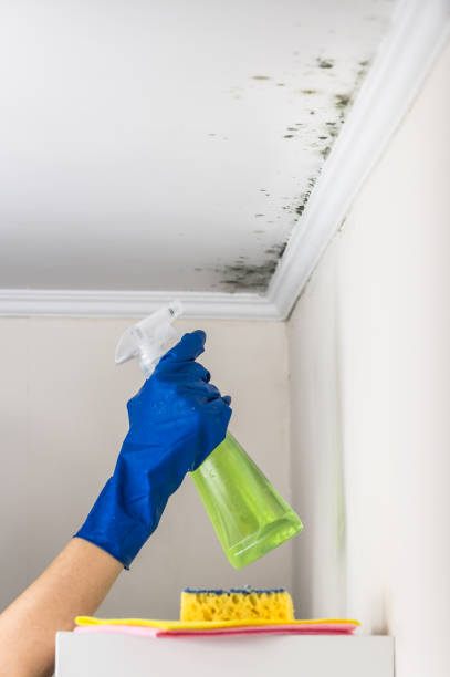 Mold Testing and Removal in Tustin, CA