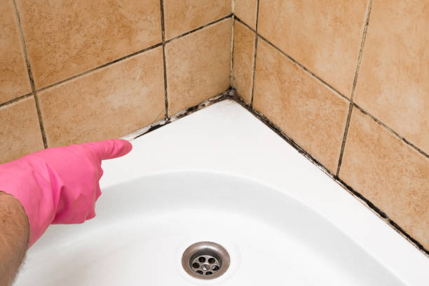Best Attic Mold Removal  in Tustin, CA