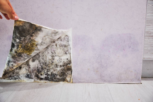 Certified Mold Removal in Tustin, CA
